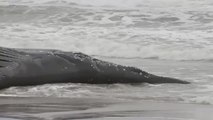 Aparece varada en una playa de Nueva Jersey la séptima ballena jorobada en poco más de un mes