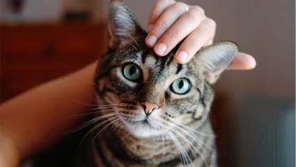 A loving cat with ‘a heart of gold’ was callously abandoned in the cold