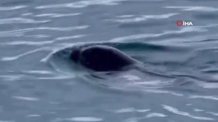 Sevimli fok, ilgi odağı oluyor