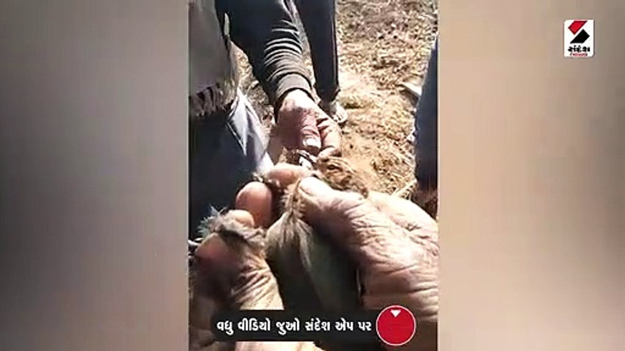 ભિલોડાના આદિવાસી લોકો દેવચકલીને ઘી-ગોળ ખવડાવી કરે છે ઉત્તરાયણની ઉજવણી
