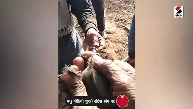 ભિલોડાના આદિવાસી લોકો દેવચકલીને ઘી-ગોળ ખવડાવી કરે છે ઉત્તરાયણની ઉજવણી