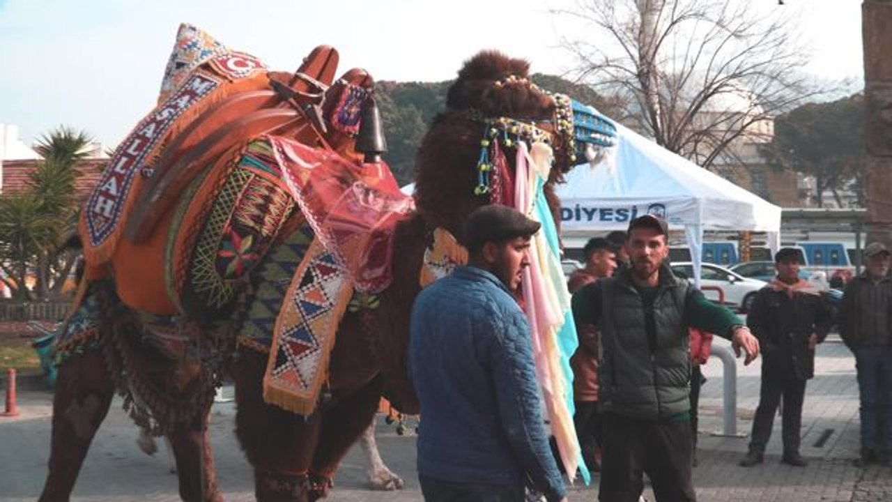 Efes Selçuk Deve Güreşleri Festivali'nde 'Altın Havan' Sahibini Buldu