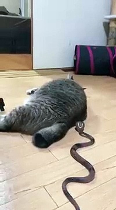 びっくりする猫(360P)