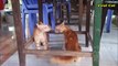 Cats Fighting and Meowing - These Two are Bloody Brothers _ Viral Cat(360P)
