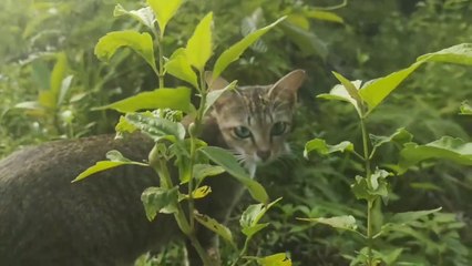 IBU KUNCING IKUT MENEMANI ANAKNYA BERMAIN