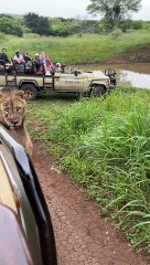 Old Lion Walks Past Vehicle on Game Reserve
