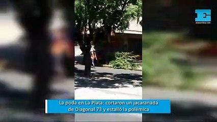 Volvió la polémica de la poda en La Plata: cortaron un jacarandá y estalló la bronca