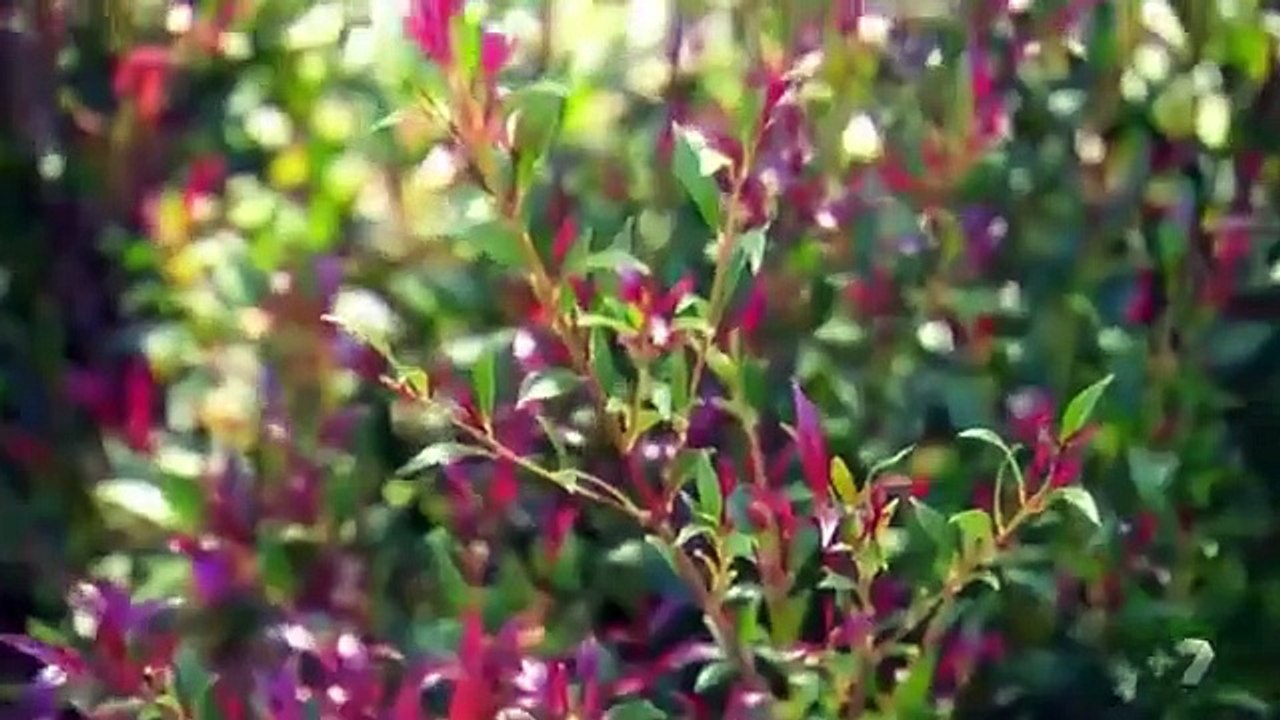 House Rules - Se4 - Ep32 HD Watch