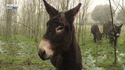 Burros mirandeses usados para combater incêndios