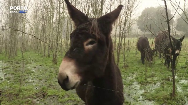 Burros mirandeses usados para combater incêndios