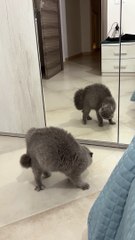 Cat Hisses at His Reflection in the Mirror