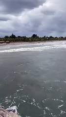 VIDEO|¡Sorprendente! Captan a un cocodrilo en las playas de Tela, Atlántida