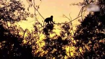 Anger Of The Mother! Angry Mother Baboon Bites Leopard's Head To Warn Him To Stay Away From Her Baby