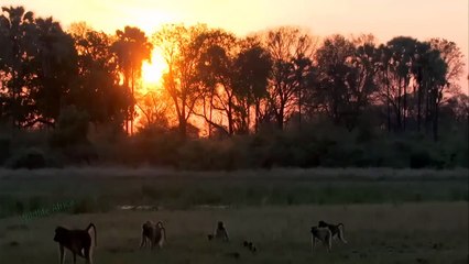 Baboons Show Strength! Leopard Accidentally Touches Baboon's Family And The Ending Makes Him Cry
