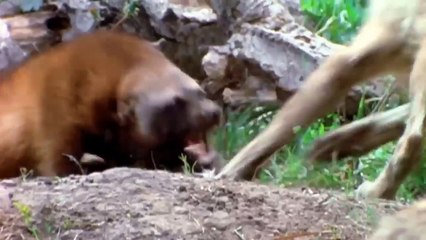 Dramatic Battle! Tiger Tried To Scream And Struggle To Escape The Black Bear's Lashings