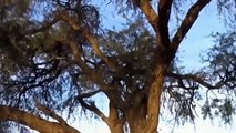 Fierce Battle Of King Of Sky And King Of Jungle - Eagle Unleashes Dangerous Trick Makes Leopard Fall