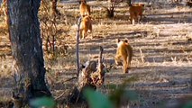 Mother Lion Is Pissed Off! Baboons Show Off Their Intelligence To Humiliate Lions In Tall Trees