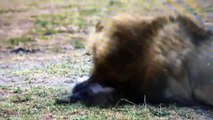 OMG! Lion Is In Pain When It Is Constantly Attacked By Wild Dogs, Causing It To Lose Its Life