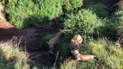 Opponent Is Too Strong! Leopard Is Too Subjective To Be Bitten By Warthog With Many Painful Wounds