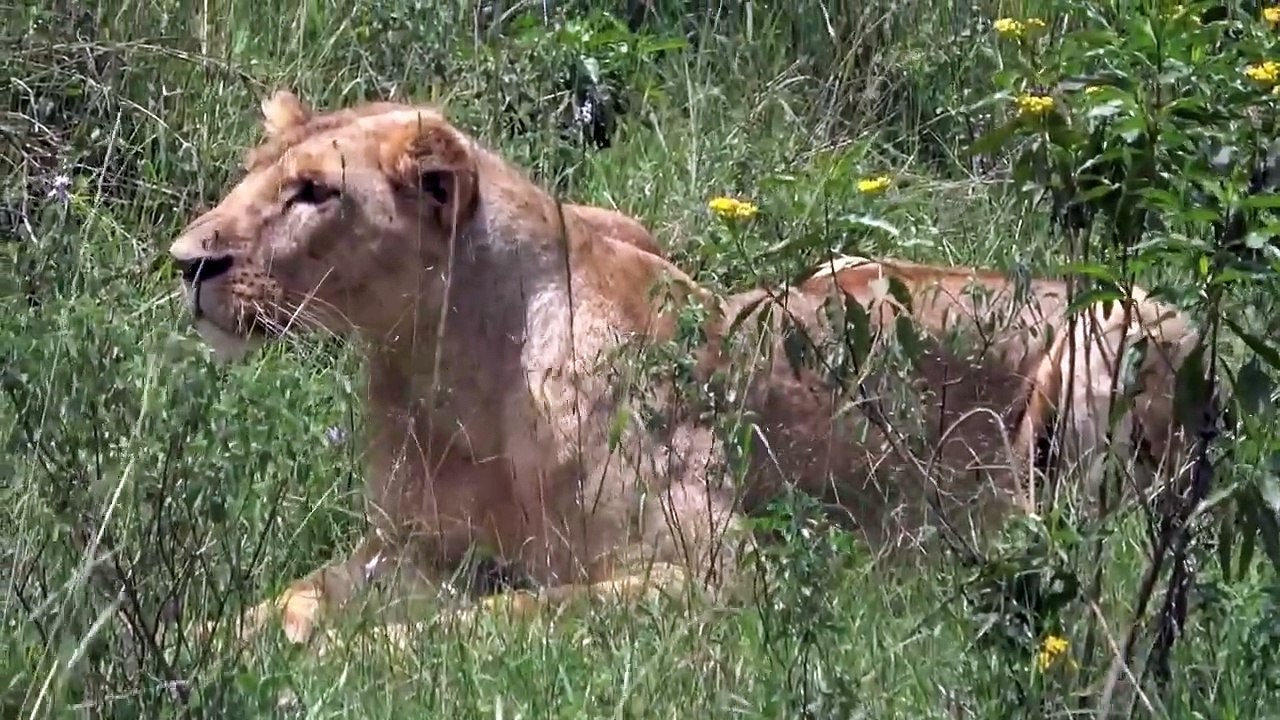 Race Against Death! Antelope Try To Struggle, Shoot Speed To Escape Pursuit Of Lion, Wild Dog, Hyena