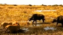 Stupid Lion Challenged Buffalo, Causing The Lion's Family To Be Tragically Killed - Buffalo Vs Lion