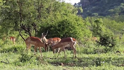 Terrible! Leopard Was Blocked By Lion and Hyenas To Rob The Prey And Were Mercilessly Killed