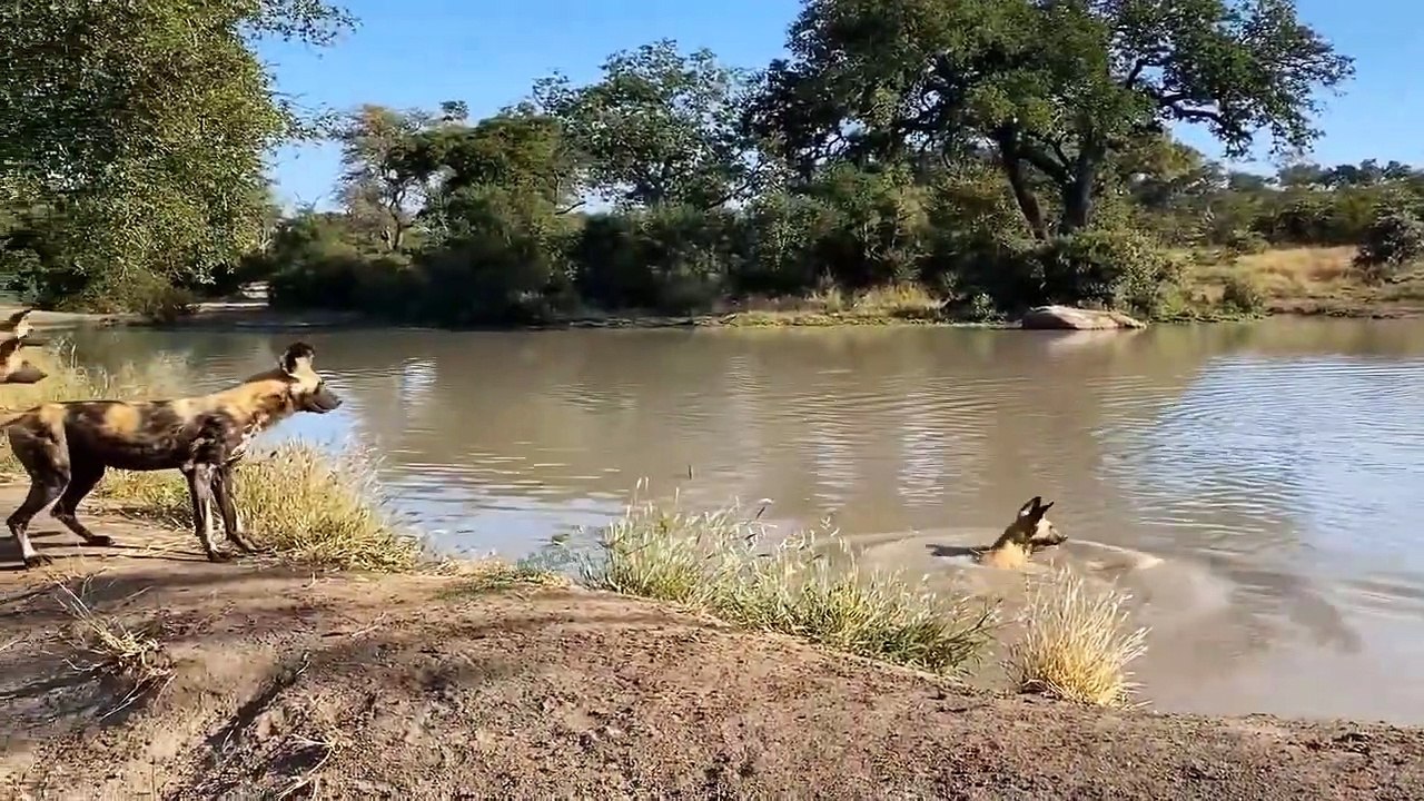 This Decision Is Wrong! Hippo Rage Rose When Wild Dog Did This To It, Scary   Hippo Save Impala