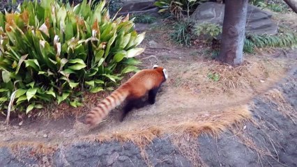 Energetic Red Panda in Action 🐾