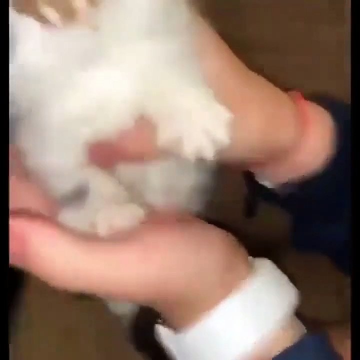 Best Funny Animal Videos 2023