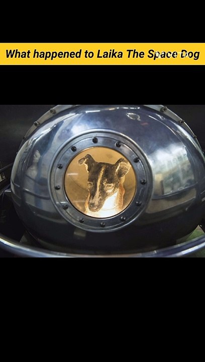 What happened to Laika The Space Dog? Why Soviet union send Laika to the space? What happened to Laika? How Laika died? Laika The Space Dog