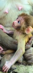 Newborn baby monkey cute with mom