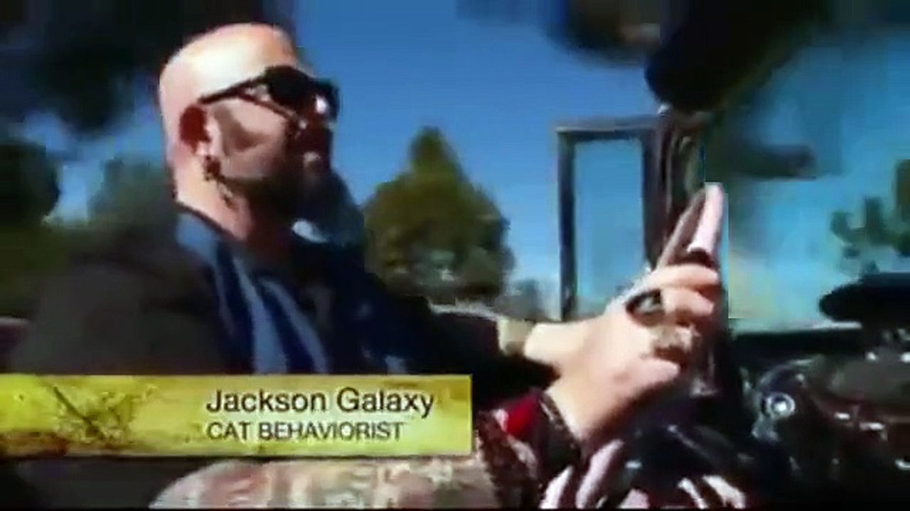 My cat from hell - se4 - ep13 - buddha bullies hector hd watch