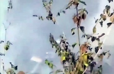 72 kişiyi taşıyan yolcu uçağı düştü