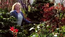 Garden Rescue - Se4 - Ep15 - Bristol HD Watch