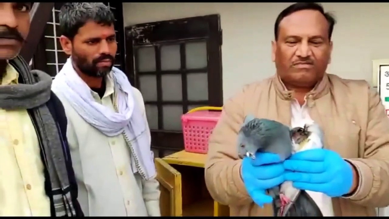 मांझे में उलझ रही  सांसें : 1000 से ज्यादा पक्ष...