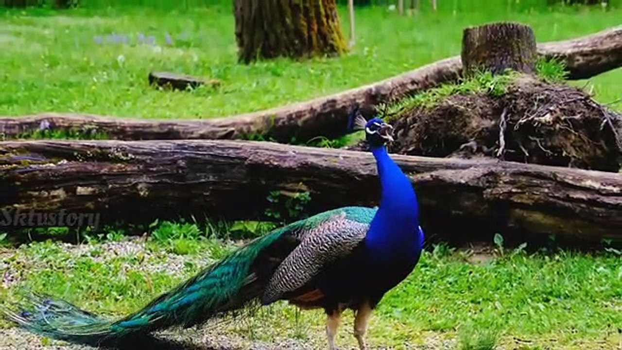 Familiar animal sounds - Dog, cat, elephant,hippo, rabbit, chicken - animal part 20