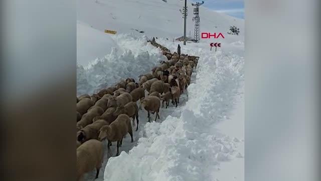 YAYLADA 300 KÜÇÜKBAŞ HAYVANIYLA MAHSUR KALAN AİLEYİ BELEDİYE EKİPLERİ KURTARDI