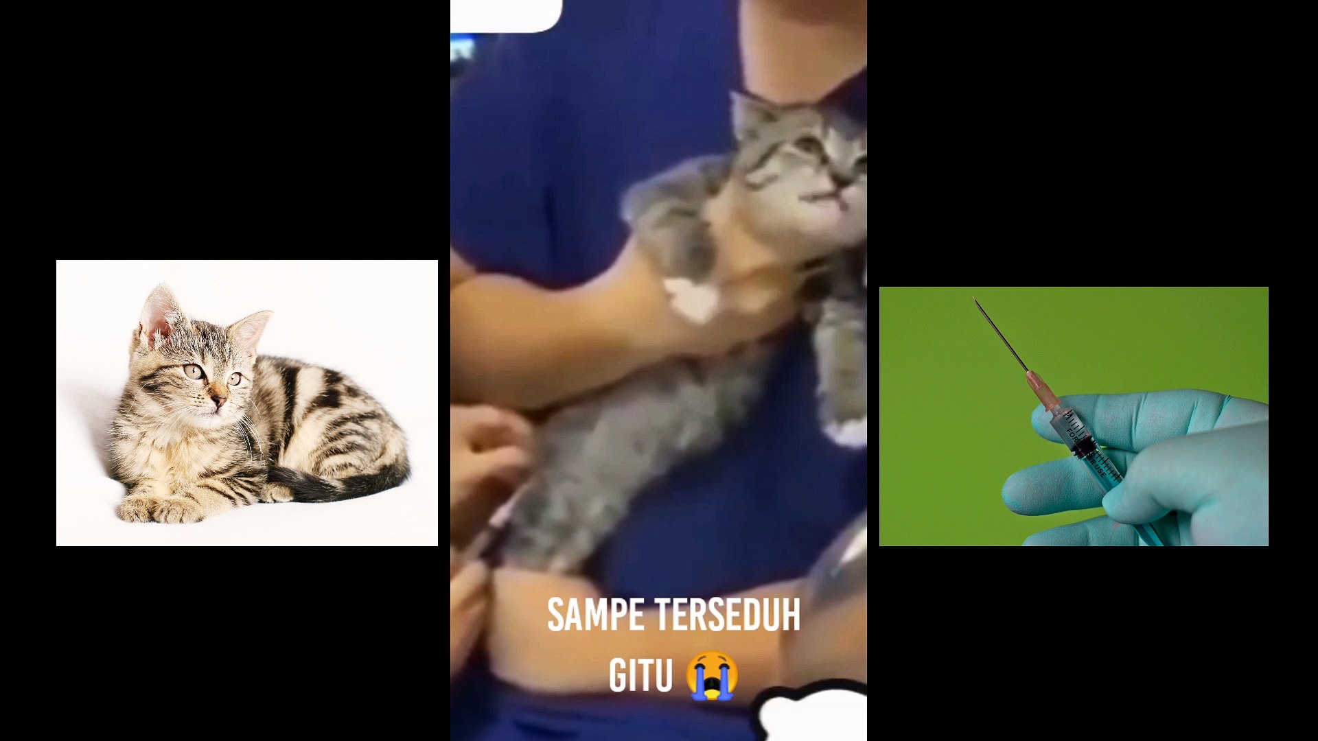 Crying cats when injection #cats