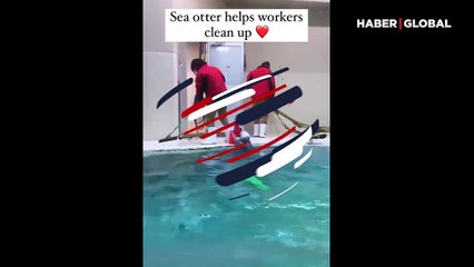 Fok balığından temizlik görevlisine 'duygulandıran yardım'