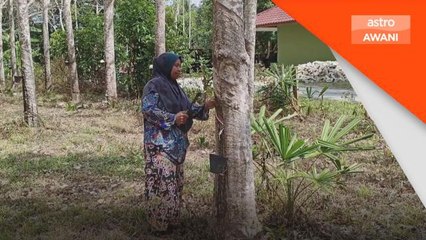 Harga Getah | Harga menurun, penoreh terpaksa gadai emas