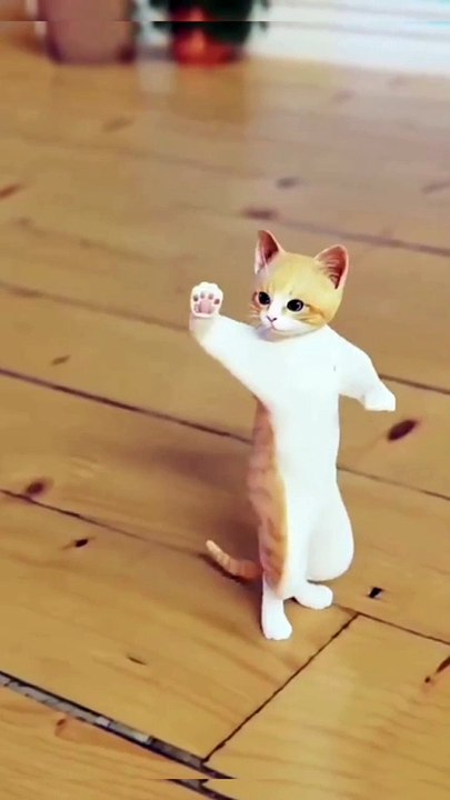 funny cat dance