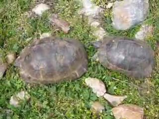 spring time - hot time