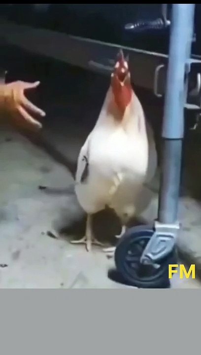 7158868811008036123_no_watermark