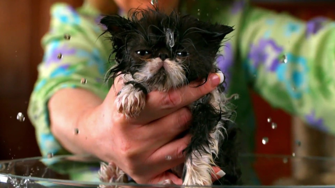 Too Cute! - Ep24 HD Watch