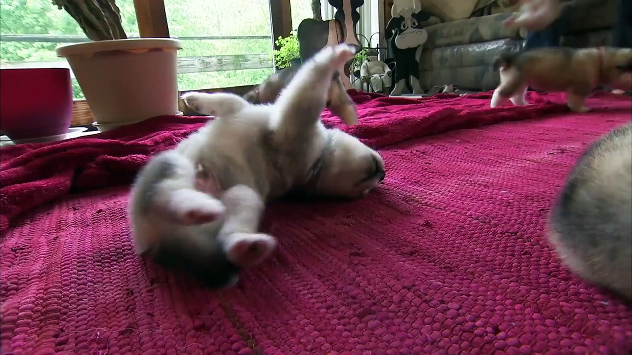 Too Cute! - Ep28 HD Watch