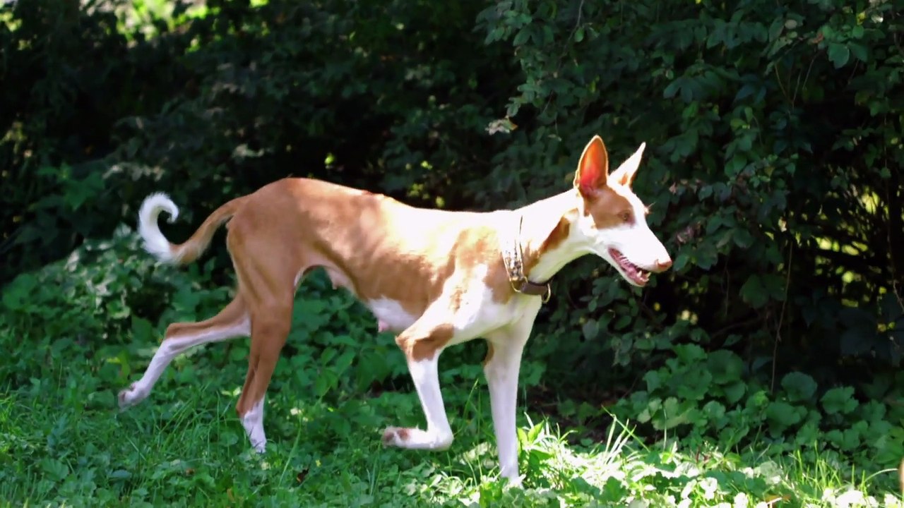 Too Cute! - Ep22 HD Watch