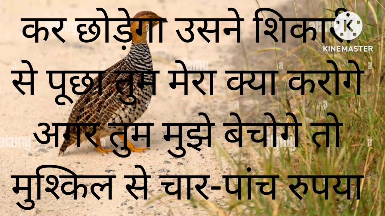 तितर की ये तीन बातें अपने बच्चो को जरूर बताएं