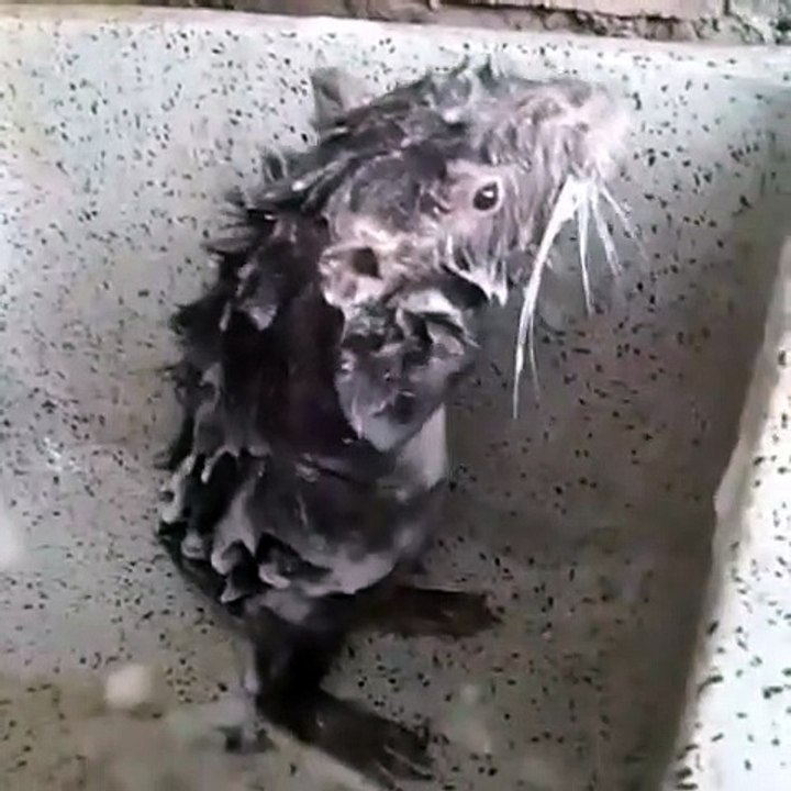 Cute rat funny video
