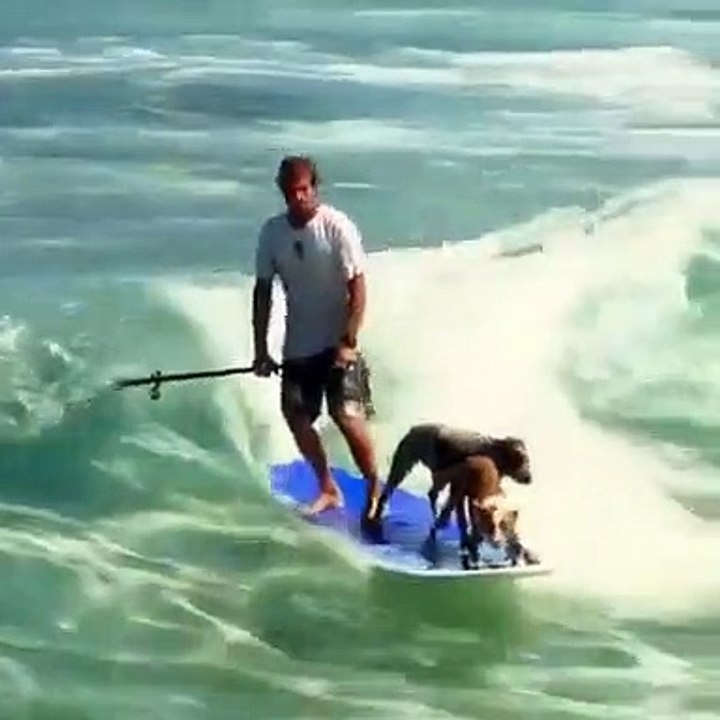 River funny video#video#humanity#humanity#wow