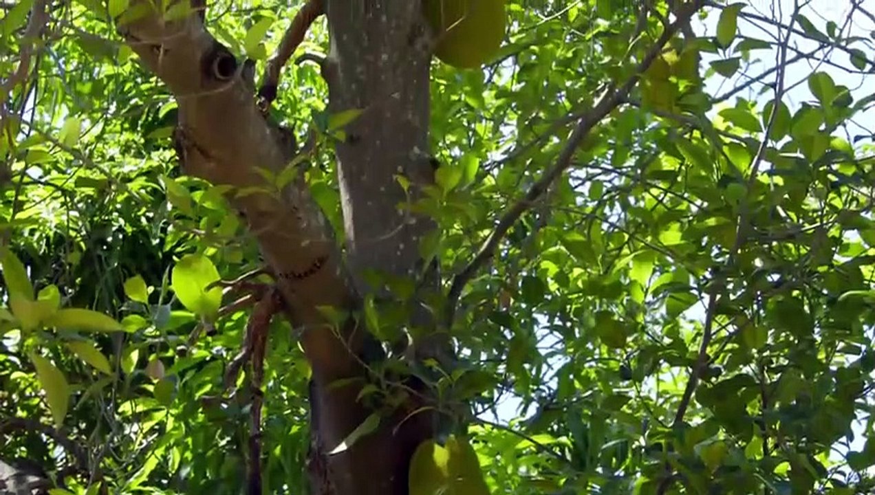 Monkey Island - Se1 - Ep01 - A Mother's Tale HD Watch